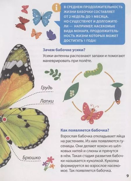 Фотография книги "Александра Скворцова: ЭНЦИКЛОПЕДИЯ ДЛЯ МАЛЕНЬКИХ ПОЧЕМУЧЕК. Насекомые"