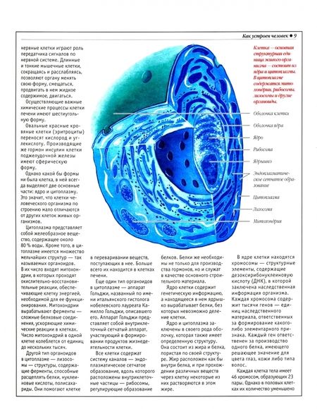 Фотография книги "Анатомический атлас. Основы строения и физиологии человека"