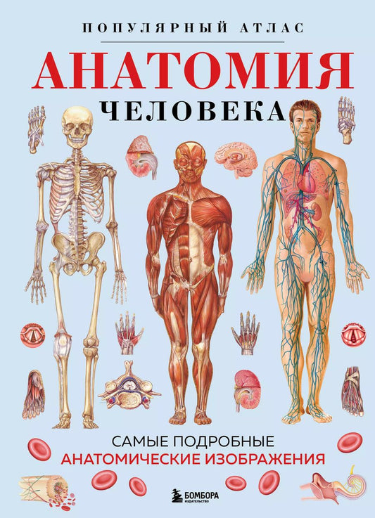 Обложка книги "Анатомия человека. Популярный атлас. Самые подробные анатомические изображения"