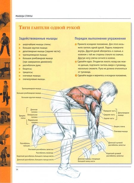 Фотография книги "Анатомия силовых упражнений для мужчин и женщин"