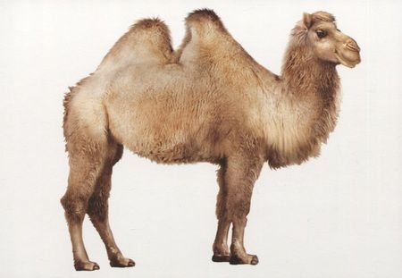 Фотография книги "Запоминай слова легко. English. Животные / Animals. 25 карточек с транскрипцией на обороте"