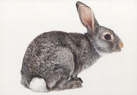Фотография книги "Запоминай слова легко. English. Животные / Animals. 25 карточек с транскрипцией на обороте"