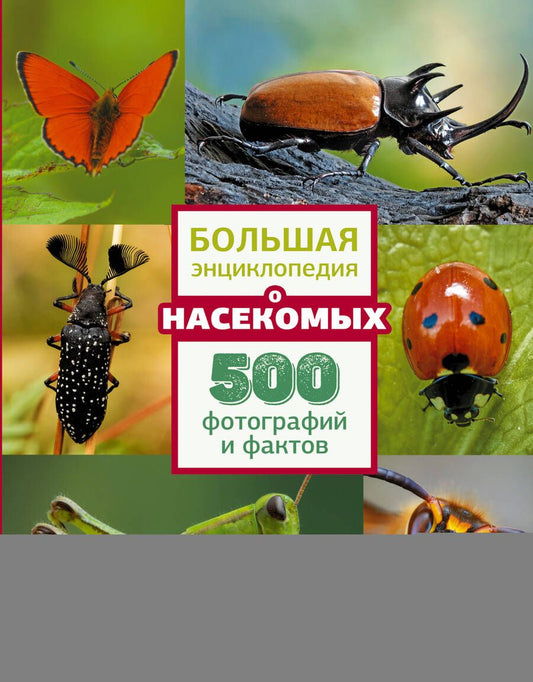 Обложка книги "Анна Спектор: Большая энциклопедия о насекомых. 500 фотографий и фактов"