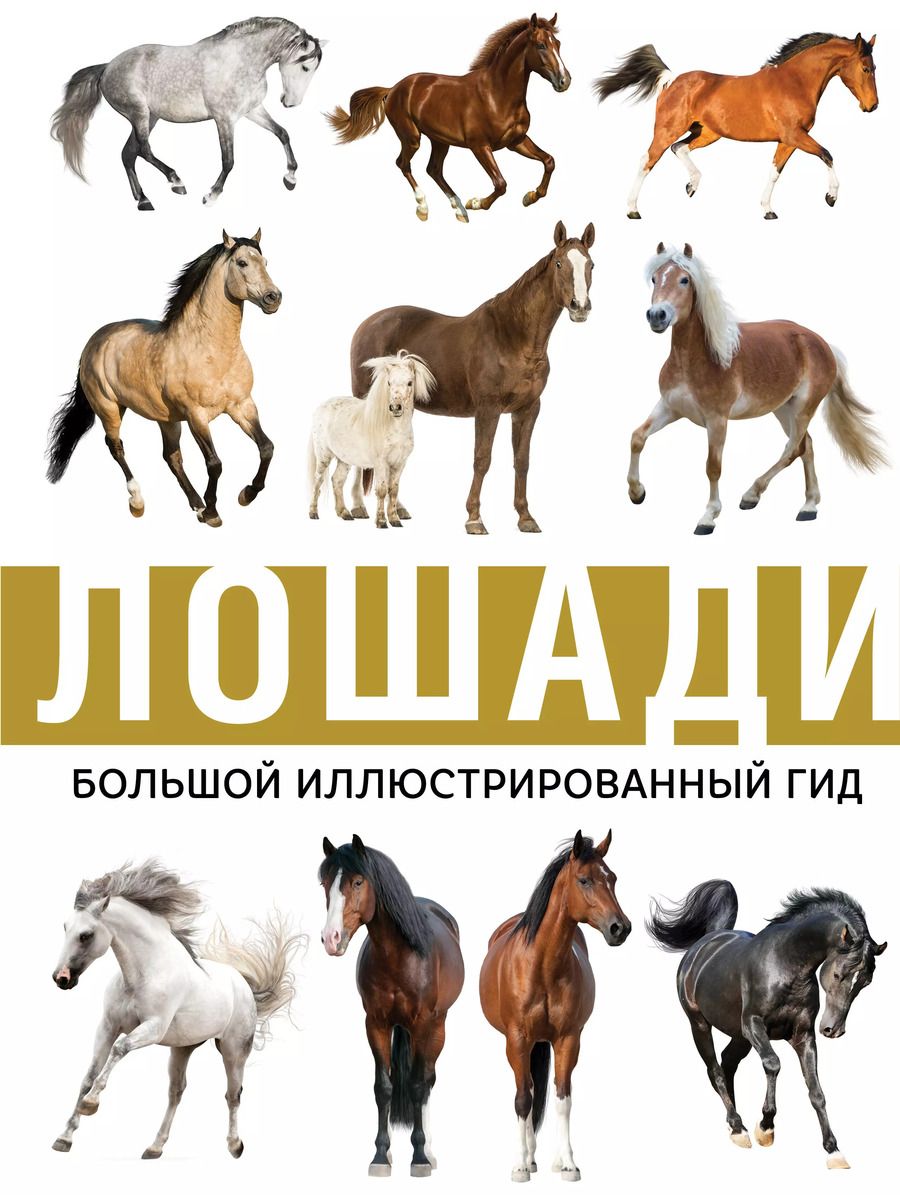 Обложка книги "Анна Спектор: Лошади"