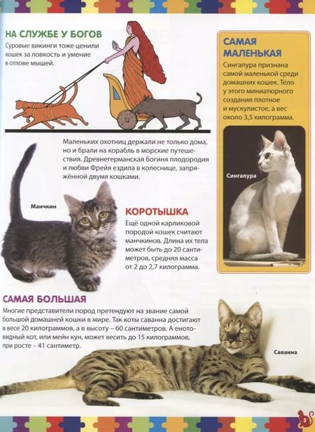 Фотография книги "Анна Забирова: Кошки. Детская энциклопедия"