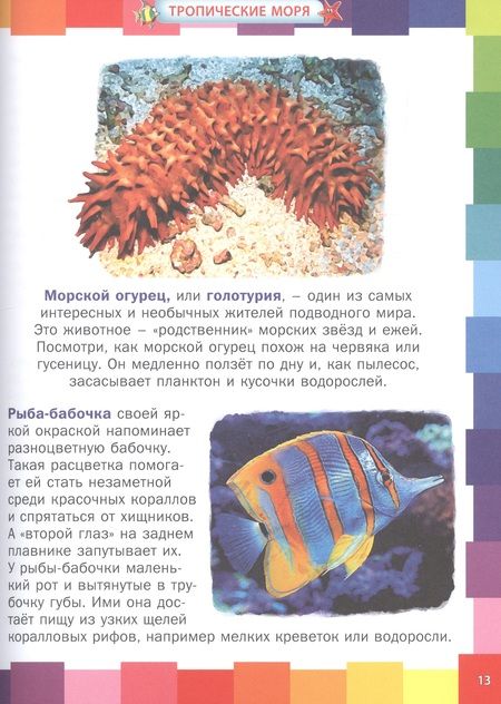 Фотография книги "Анна Забирова: Животные морей и океанов. Энциклопедия для самых маленьких"