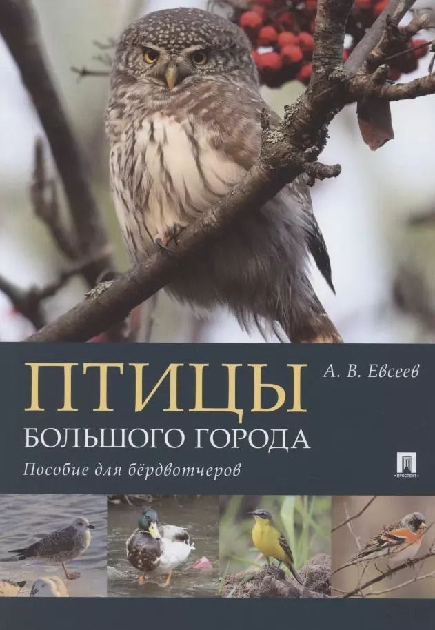 Обложка книги "Антон Евсеев: Птицы большого города. Пособие для бёрдвотчеров"