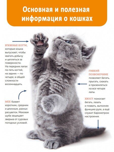 Фотография книги "Арден Мур: Кошки. Полное руководство для детей"