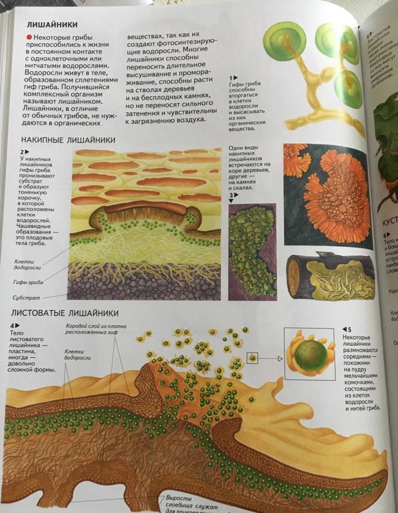 Фотография книги "Атлас. Бактерии, грибы, лишайники, растения"