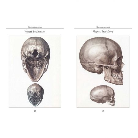Фотография книги "Атлас анатомии человека. Все органы человеческого тела"