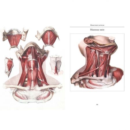 Фотография книги "Атлас анатомии человека. Все органы человеческого тела"