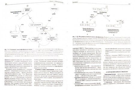 Фотография книги "Авдеева, Алейникова, Андрианова: Биохимия. Учебник"
