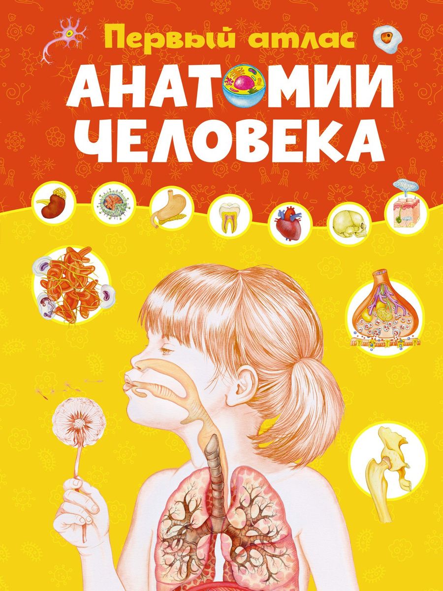 Обложка книги "Барсотти: Первый атлас анатомии человека"