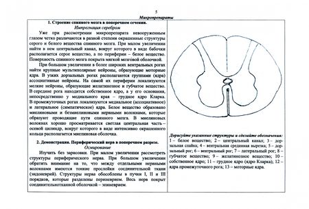 Фотография книги "Барсуков: Специальная гистология и эмбриология. Рабочая тетрадь. Учебное пособие для СПО"