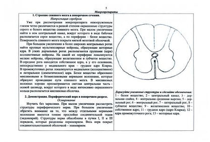 Фотография книги "Барсуков: Специальная гистология и эмбриология. Рабочая тетрадь. Учебное пособие для СПО"