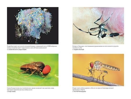 Фотография книги "Бэлкомб: Супермухи. Удивительные истории из жизни самых успешных в мире насекомых"