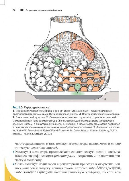 Фотография книги "Бер, Фротшер: Топический диагноз в неврологии по Петеру Дуусу. Анатомия. Физиология. Клиника"