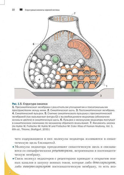 Фотография книги "Бер, Фротшер: Топический диагноз в неврологии по Петеру Дуусу. Анатомия. Физиология. Клиника"
