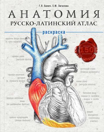 Обложка книги "Билич, Зигалова: Анатомия: русско-латинский атлас-раскраска"