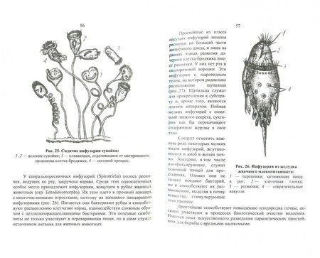 Фотография книги "Блохин, Александров: Зоология. Учебник"