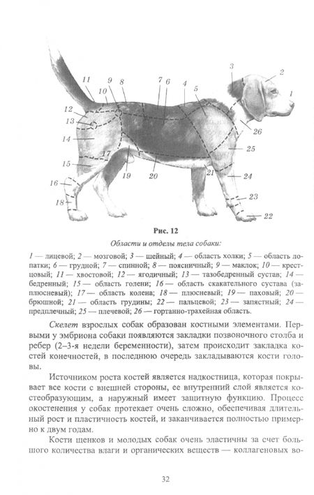 Фотография книги "Блохин, Блохина: Охотничье собаководство. Теория и практика. Учебник для СПО"