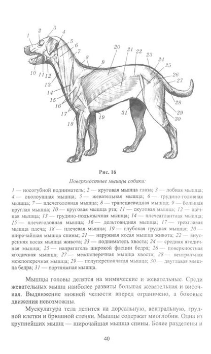 Фотография книги "Блохин, Блохина: Охотничье собаководство. Учебник для вузов"