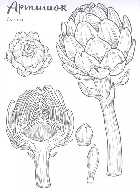 Фотография книги "Ботаника. Раскраска для скетчмаркеров"