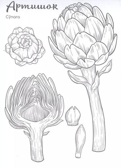 Фотография книги "Ботаника. Раскраска для скетчмаркеров"