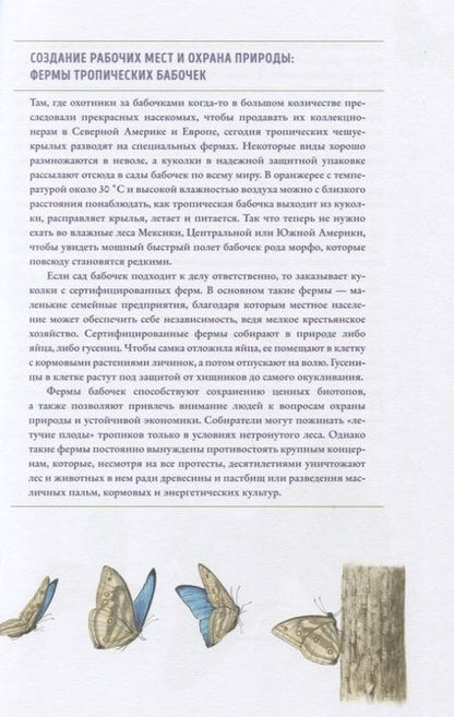 Фотография книги "Брандштеттер, Циппель: Бабочки. Основы систематики, среда обитания, жизненный цикл и магия совершенства"