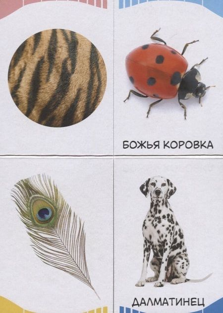 Фотография книги "Часть и целое. Пятнышки-полоски"