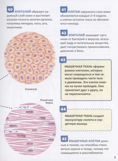 Фотография книги "Человек. 250 фактов. Энциклопедия российского школьника"