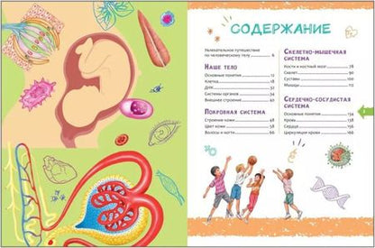 Фотография книги "Человек. Новая детская энциклопедия"