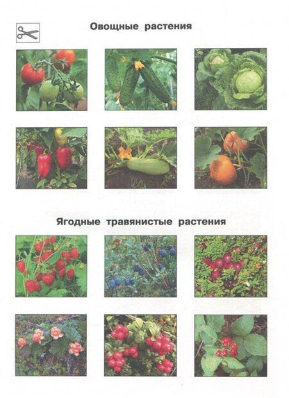 Фотография книги "Чуракова, Янычева: Окружающий мир. 1 класс. Тетрадь для внеурочной деятельности. Изучаем природу родного края"