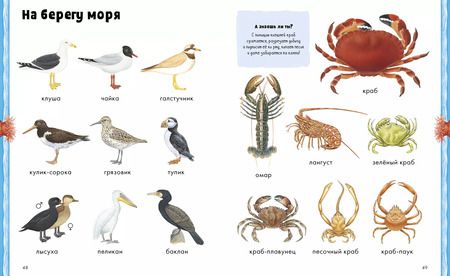 Фотография книги "Дельфин Гравье-Бадреддин: Животные. Визуальная энциклопедия"