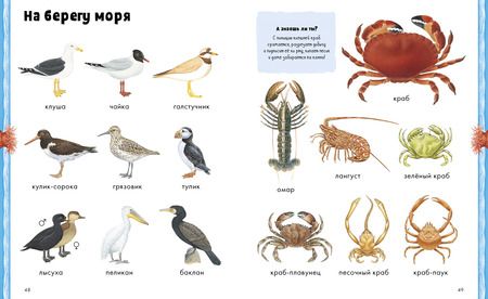 Фотография книги "Дельфин Гравье-Бадреддин: Животные. Визуальная энциклопедия"
