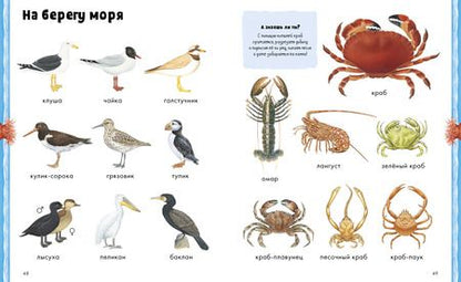 Фотография книги "Дельфин Гравье-Бадреддин: Животные. Визуальная энциклопедия"