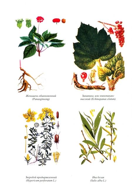 Фотография книги "Дельцов, Лунегов, Иванникова: Фармакогнозия и ветеринарная фитотерапия. Учебник для вузов"