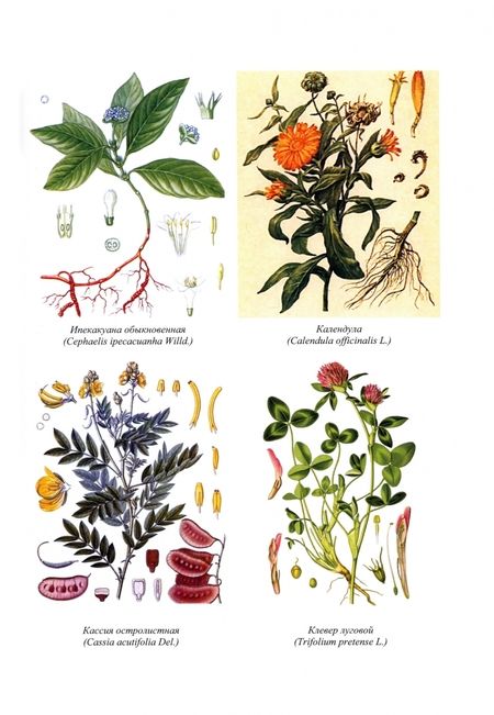 Фотография книги "Дельцов, Лунегов, Иванникова: Фармакогнозия и ветеринарная фитотерапия. Учебник для вузов"