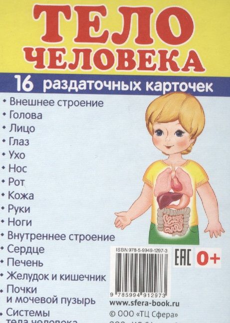 Обложка книги "Демонстрационные картинки СУПЕР Тело человека.16 раздаточных карточек с текстом (63х87 мм)"