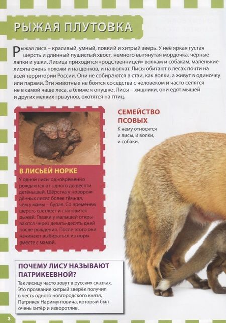 Фотография книги "Детеныши животных"