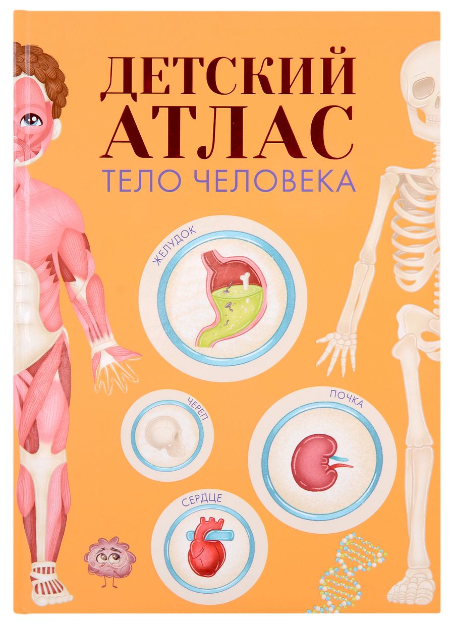 Обложка книги "Детский атлас. Тело человека"