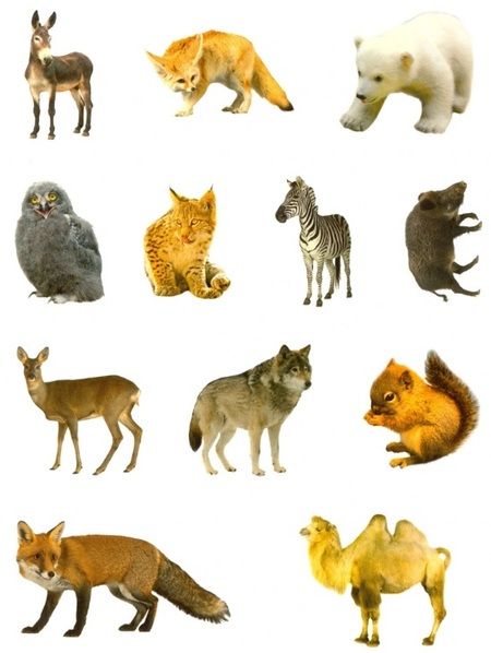 Фотография книги "Дикие животные. Дополни картинку! Внутри 48 фото-наклеек!"