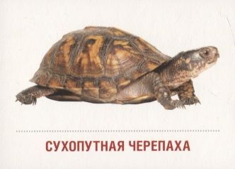 Фотография книги "Домашние питомцы. 16 раздаточных карточек со словами на русском и английском языках на обороте"