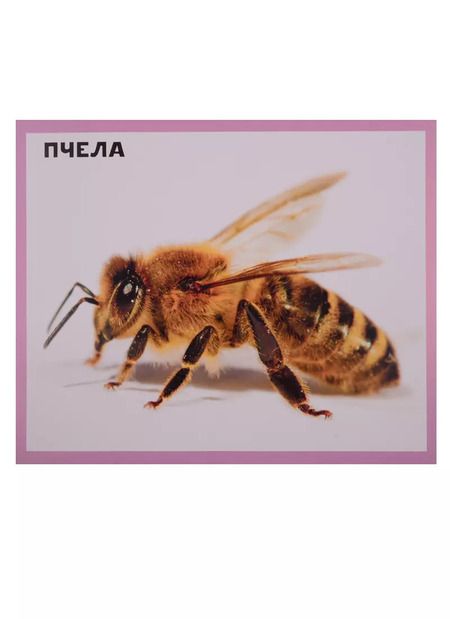 Фотография книги "Домашние животные. 20 карточек"
