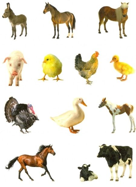 Фотография книги "Домашние животные. Дополни картинку! Внутри 48 фото-наклеек!"