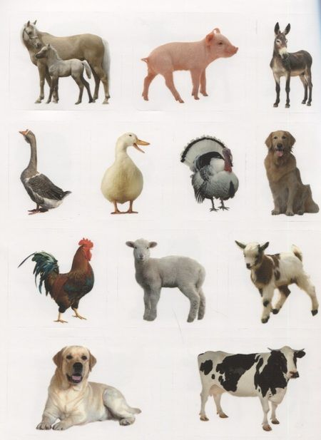 Фотография книги "Домашние животные. Дополни картинку! Внутри 48 фото-наклеек!"