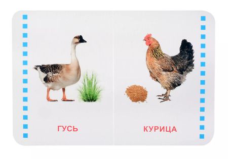 Фотография книги "Домашние животные"