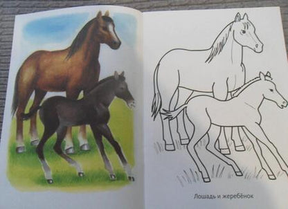 Фотография книги "Домашние животные"