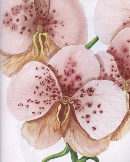 Фотография книги "Дженна Рейни: Ни дня без акварели. Цветы. Пошаговое руководство по рисованию соцветий, листьев и стеблей"