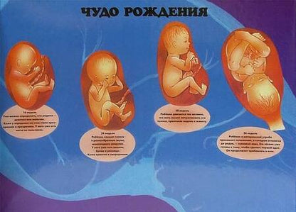 Фотография книги "Джон Брук: Тело человека. Мой первый атлас"